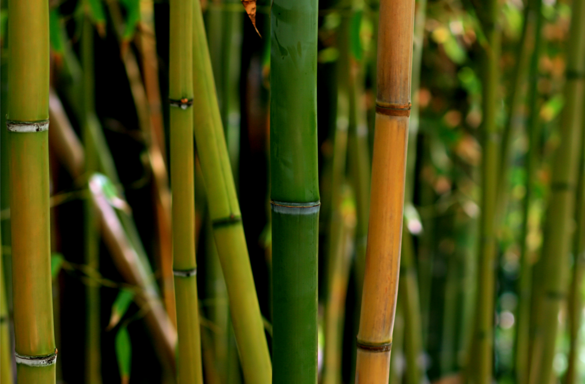 Le bambou, le compromis écologique